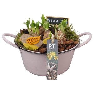 Arr.  Narcissus Tete Tete L%