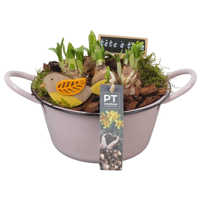 <h4>Arr. Narcissus Tete Tete L%</h4>