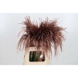 Miscanthus Kl Bh Koper