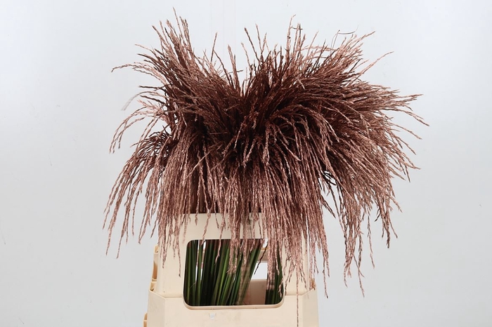 Miscanthus Kl Bh Koper