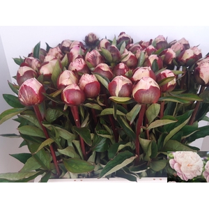PAEO L GARDENIA