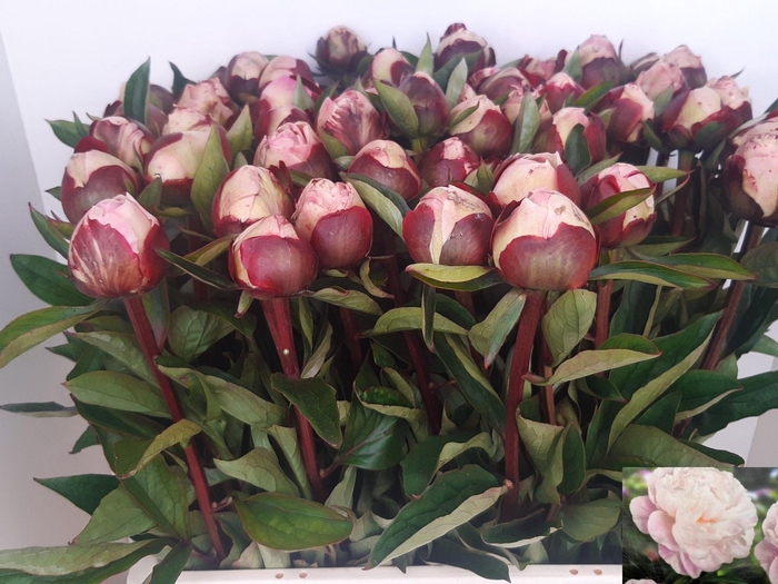<h4>PAEO L GARDENIA</h4>