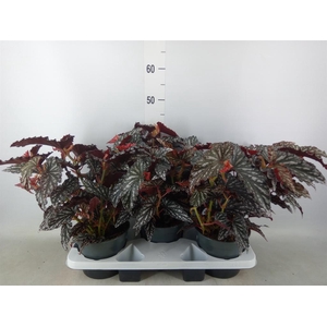 Begonia BD mac. 'Spotlight Dark'