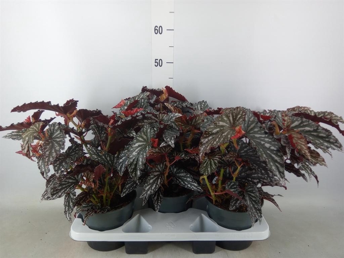 <h4>Begonia BD mac. 'Spotlight Dark'</h4>