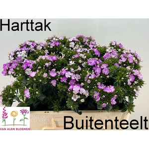 Dianthus barb Amazon Rose Magic