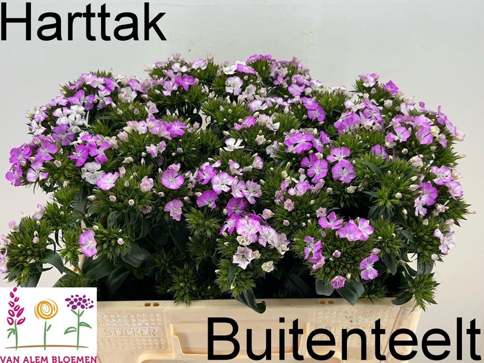 <h4>Dianthus barb Amazon Rose Magic</h4>