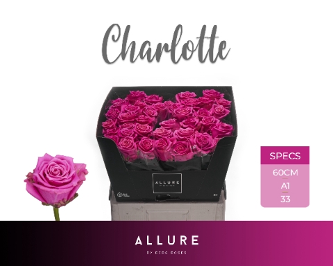 <h4>R GR CHARLOTTE ALLURE</h4>