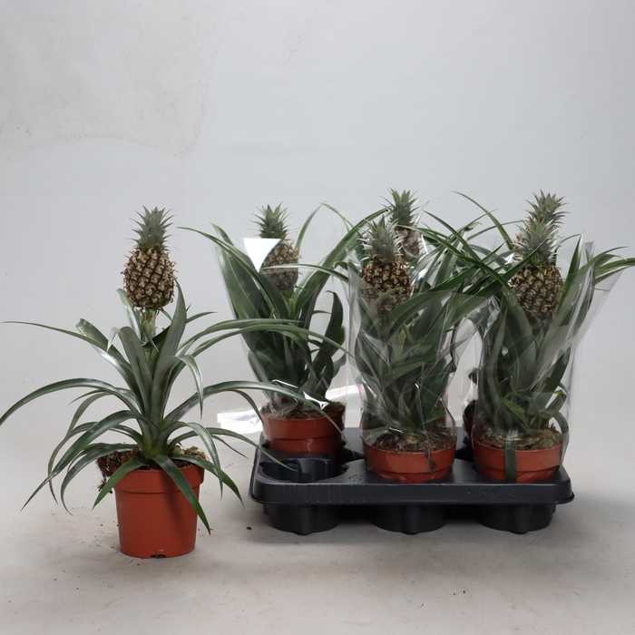 <h4>ANANAS ROSITA</h4>