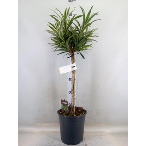Dracaena refl.   ...
