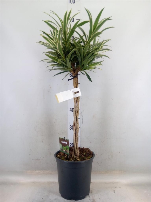 <h4>Dracaena refl.   ...</h4>