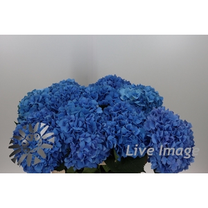 Hydrangea pimpernel