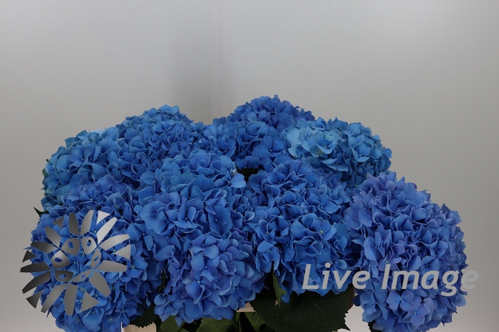 <h4>Hydrangea pimpernel</h4>