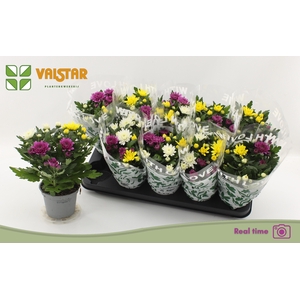 CHRYS DA VINC GEM PT