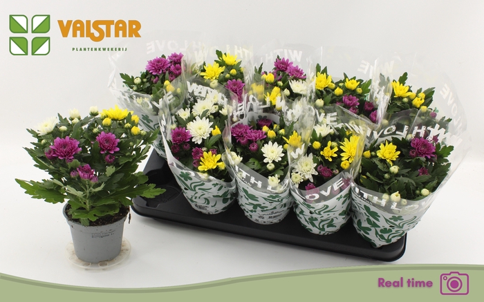 <h4>CHRYS DA VINC GEM PT</h4>