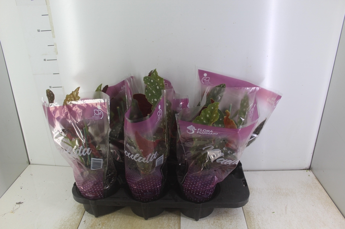 <h4>BEGONIA MACULATA P13 PO</h4>