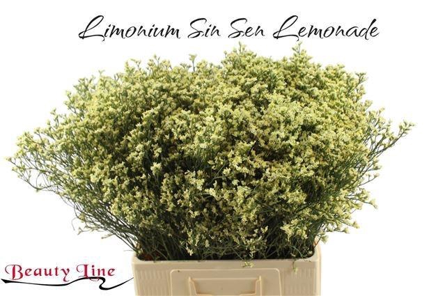 <h4>LIM SIN SEN LEMONADE</h4>