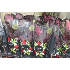 CALATHEA ROSEA PICTA CRIMSON P12
