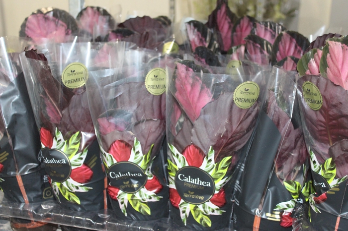 <h4>CALATHEA ROSEA PICTA CRIMSON P12</h4>