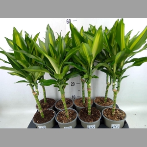 Dracaena frag. 'Cintho'
