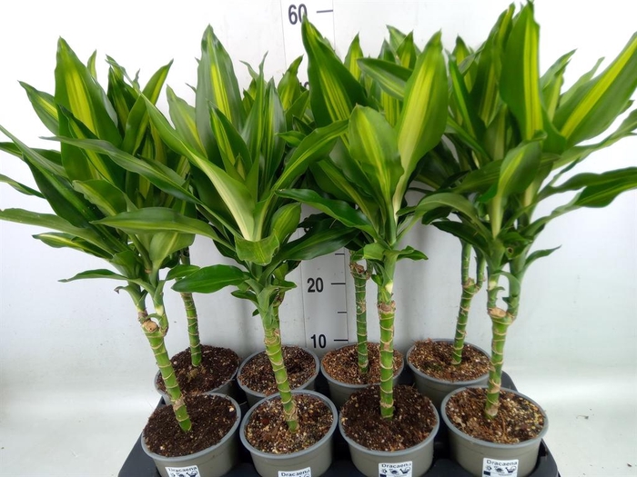 <h4>Dracaena frag. 'Cintho'</h4>