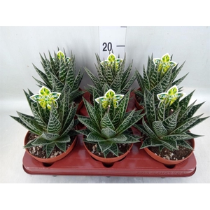 Aloe aristata 'Tiki Tahi'