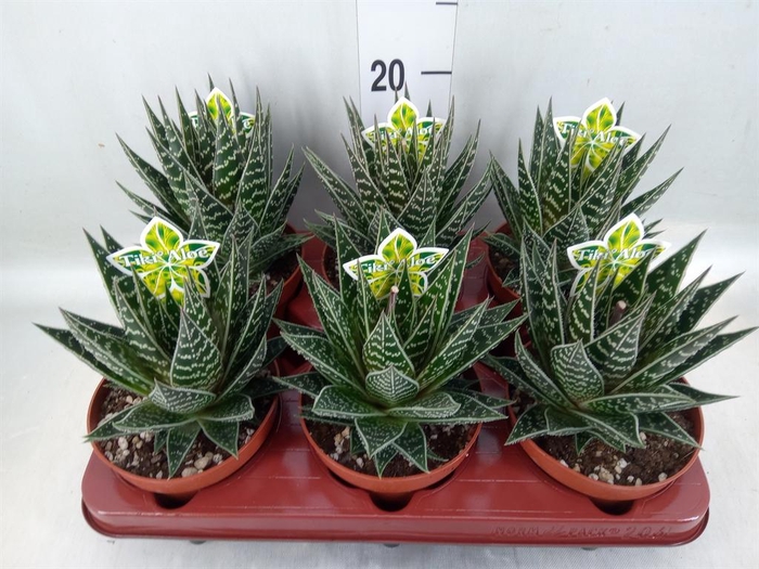 <h4>Aloe aristata 'Tiki Tahi'</h4>