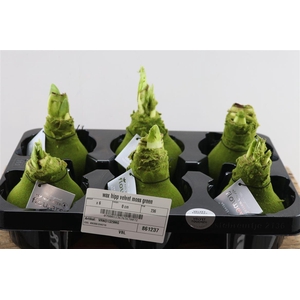 HIPPEASTRUM WAXED GREEN