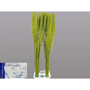Eremurus Alaska Wit