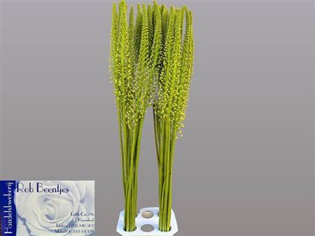 <h4>Eremurus Alaska Wit</h4>