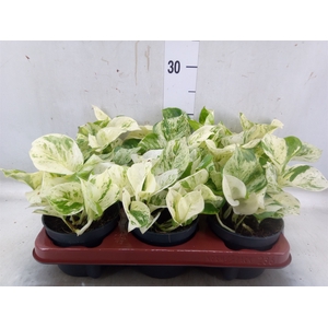 Epipremnum pinn. 'Happy Leaf'