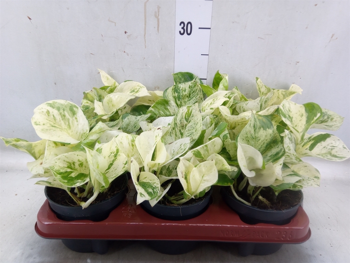 <h4>Epipremnum pinn. 'Happy Leaf'</h4>