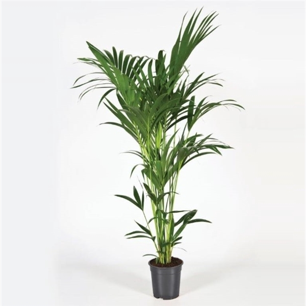 <h4>Howea forsteriana 150cm (Kentia)</h4>