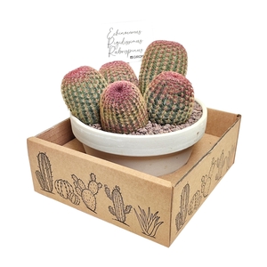 ECHINOCEREUS RIGIDISSIMUS RUBRISPINUS - Ø 15 WHITE BASALT BOWL IN CARDBOARD BOX 16X16 CM (CACTUS)