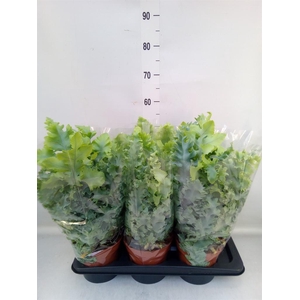 Phlebodium aureum 'Davana'