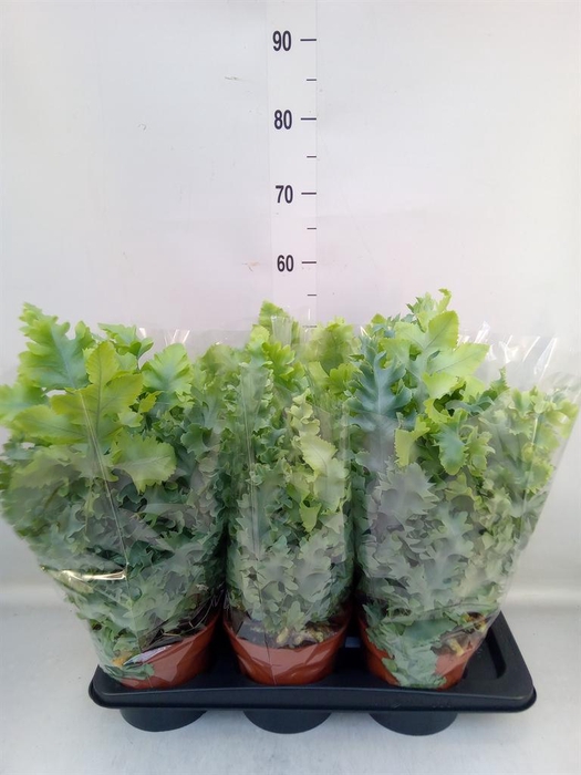 <h4>Phlebodium aureum 'Davana'</h4>