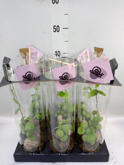 <h4>Arr. Dischidia</h4>