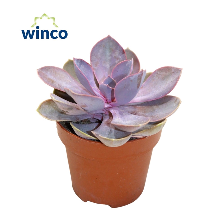 <h4>Echeveria Metallica Pearl</h4>