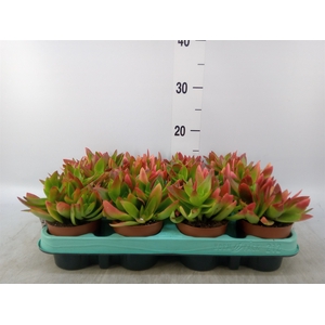 Crassula   ...