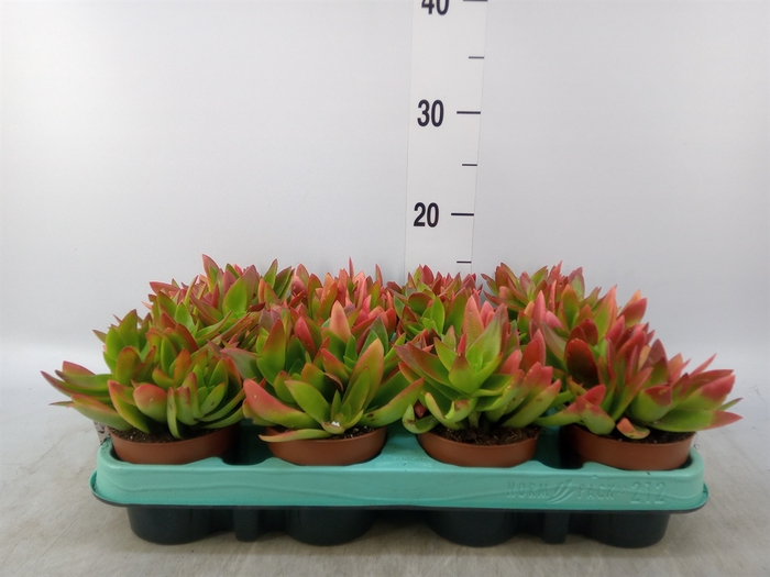 <h4>Crassula   ...</h4>