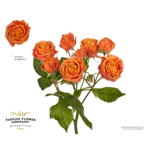 Rosa Spray Coral Bubbles