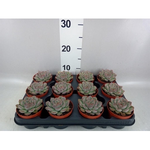 Echeveria   ...