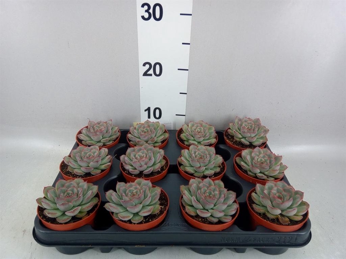 <h4>Echeveria   ...</h4>