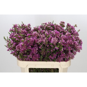 Chamelaucium 'Nina's Delight'