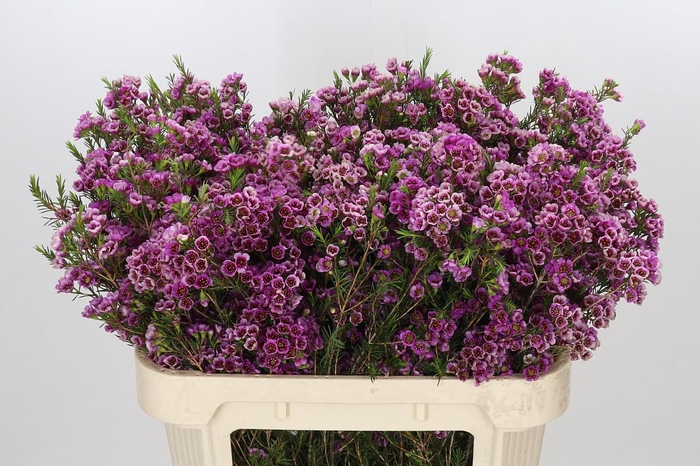 <h4>Chamelaucium 'Nina's Delight'</h4>
