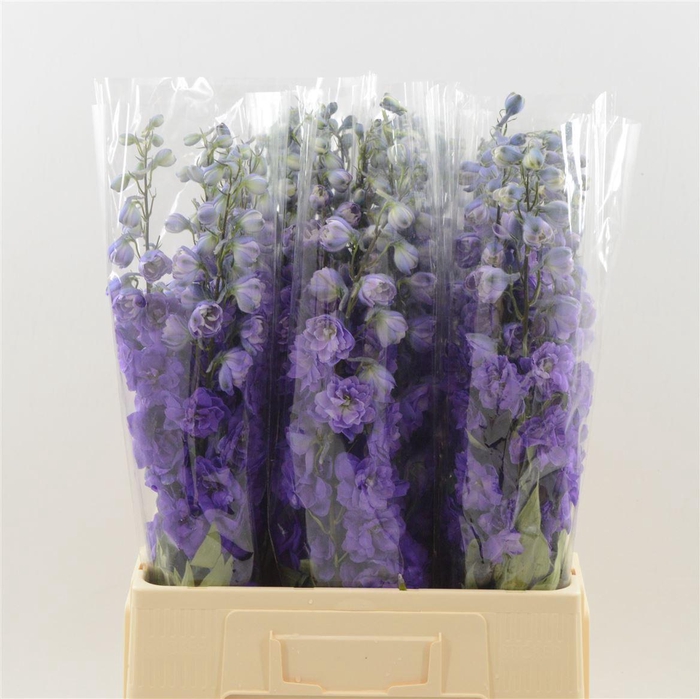 <h4>Delphinium DU 'Dev Purple Heart'</h4>
