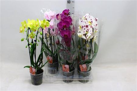 Phal El Cascade