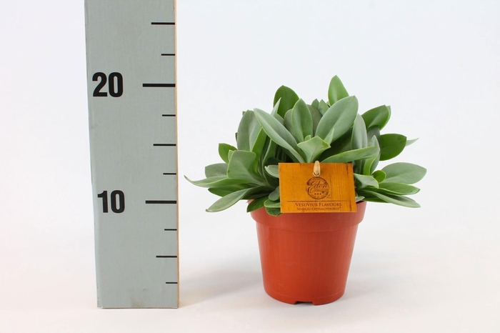 <h4>Senecio Cephalophorus 12cm</h4>