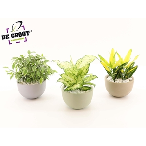 Arrangement gemengd in schaal