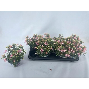 FUCHSIA B F GEM