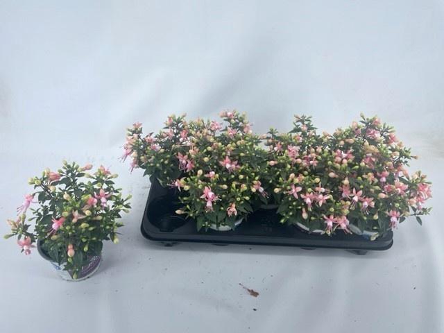 <h4>FUCHSIA B F GEM</h4>